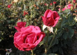 Magastörzsű rózsa / Queen of Bermuda